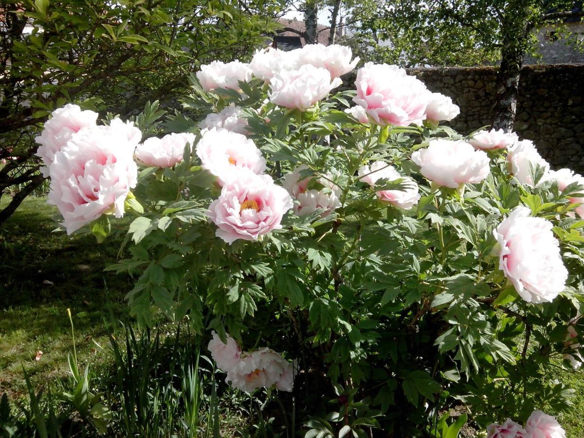 Les Hirondelles Bed & Breakfast Onzain Dış mekan fotoğraf